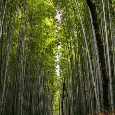 蜀山奇侠传手机版下载
